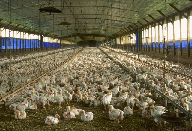 Egg Supplies & Rationing